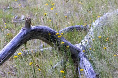 Ölü yaşlı ağaç dalı karahindiba tarlasında yatıyor.