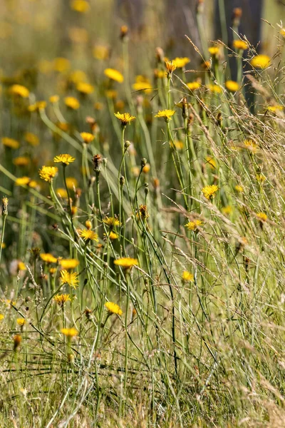 Hohe Löwenzahnbüschel, die im späten Frühjahr wachsen — Stockfoto