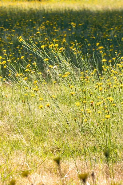 Πεδίο φωτεινό κίτρινο άγρια πικραλίδες σε μια ηλιόλουστη μέρα — Φωτογραφία Αρχείου
