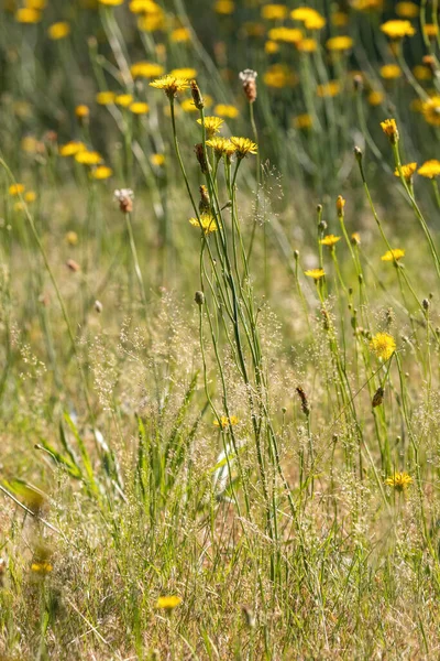 Πεδίο φωτεινό κίτρινο άγρια πικραλίδες σε μια ηλιόλουστη μέρα — Φωτογραφία Αρχείου