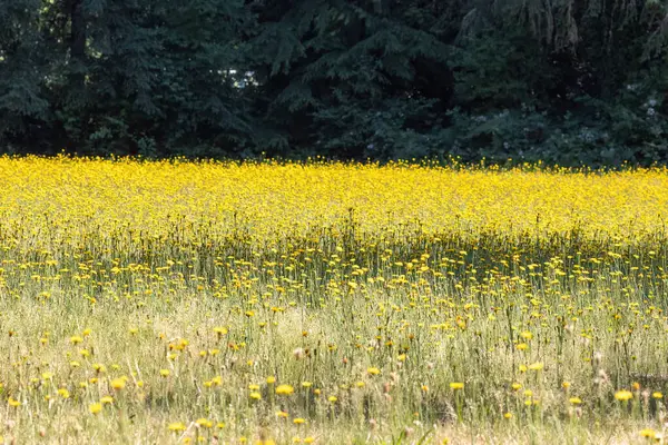 Feld leuchtend gelber wilder Löwenzahn an einem sonnigen Tag — Stockfoto