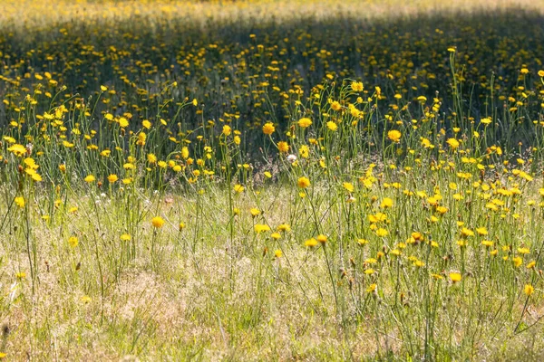Campo de dentes-de-leão selvagens amarelos brilhantes em um dia ensolarado — Fotografia de Stock