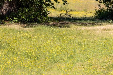 Karahindibalarla kaplı bir tarlada güneşli bir gün.