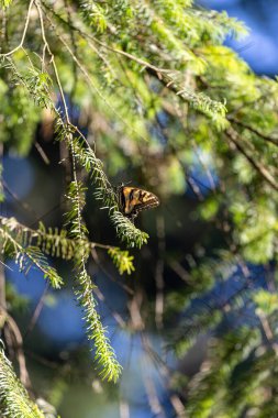 Sarı kırlangıç kelebeği bir dala tünemiş.