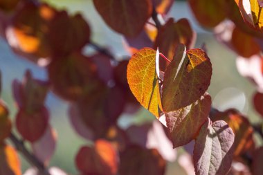 Küçük yuvarlak sonbahar yaprakları mevsim değişikliğini gösteren kırmızı
