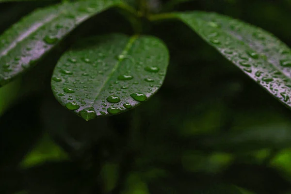 绿叶覆盖着水滴 — 图库照片