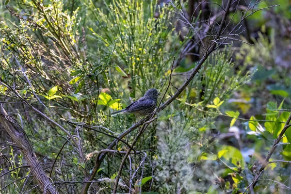 Pequeno pássaro marrom empoleirado em um galho em um arbusto — Fotografia de Stock