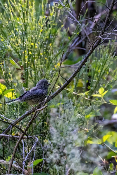 Kleiner brauner Vogel hockt auf einem Zweig in einem Gebüsch — Stockfoto