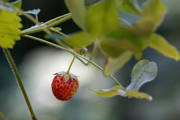 Planta de morango selvagem jovem com primeira fruta vermelha — Fotografia de Stock