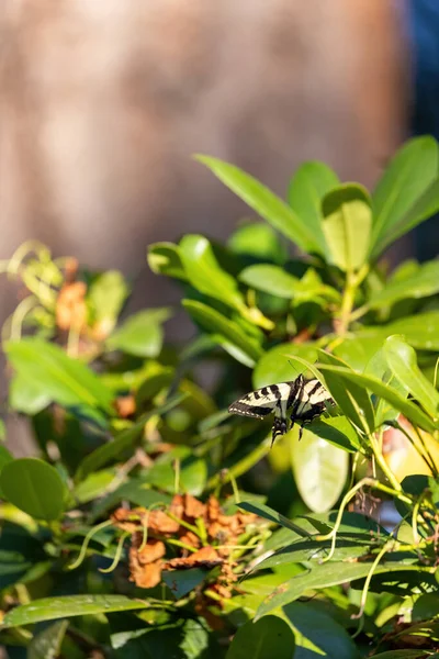 Κοινή κίτρινη πεταλούδα χελιδόνι σκαρφαλωμένη στο ροδόδεντρο το καλοκαίρι — Φωτογραφία Αρχείου