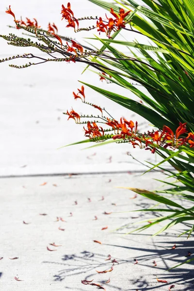 Pequeno lírio vermelho laranja flor bulbo de verão — Fotografia de Stock