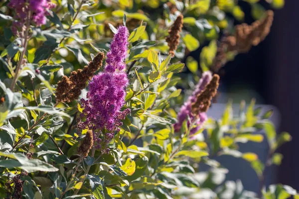 Flor del arbusto de botella en rosa púrpura profundo —  Fotos de Stock