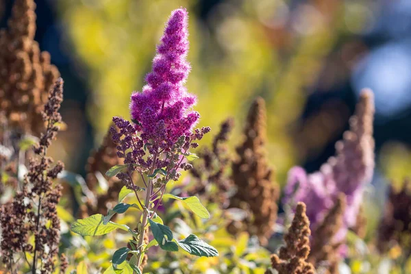 Flor de arbusto garrafa em roxo profundo rosa — Fotografia de Stock