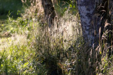 Çimenli bahar tarlasında huş ağacı kabuğu ağacı