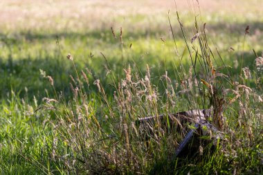 Parlak güneş parktaki uzun otların arasında parlıyor.