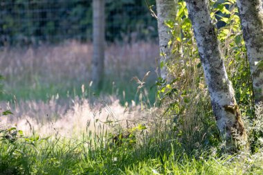 Parlak güneş parktaki uzun otların arasında parlıyor.