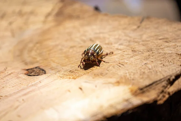 10 forrado junio escarabajo arrastrándose en gran muñón — Foto de Stock