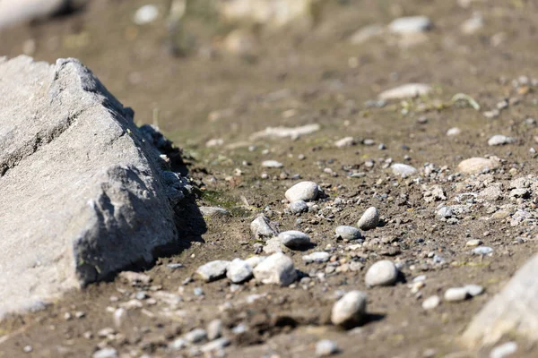 Détails de petits cailloux et de sable entre des roches plus grandes — Photo