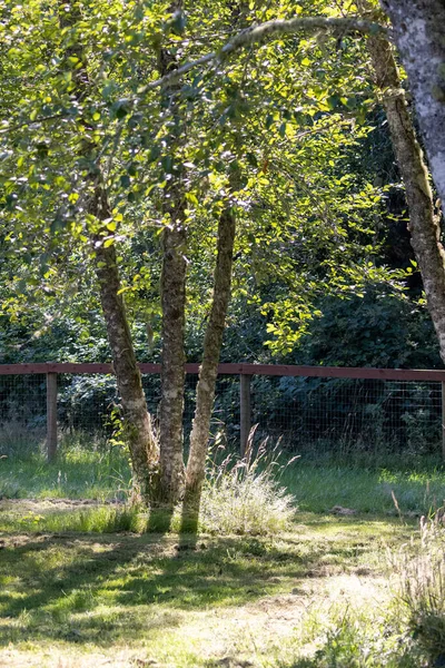 Maschendrahtzaun am Rande eines Parks — Stockfoto