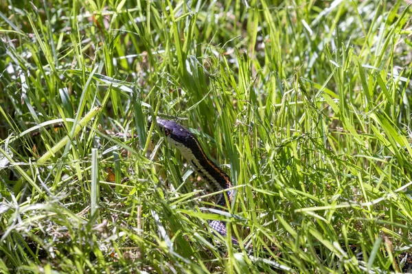 Pequeña serpiente rayada en altas hierbas de verano —  Fotos de Stock