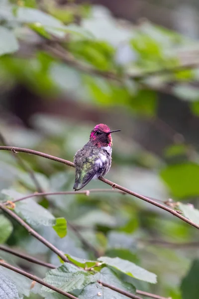 Liten rosa huvud nynna fågel uppflugen på en gren — Stockfoto