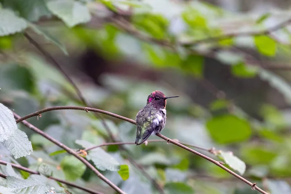 Kleiner rosafarbener Kolibri, der auf einem Ast hockt — Stockfoto