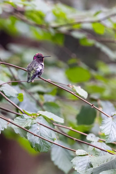 Small pink headed humming bird perched on a branch — Stock Photo, Image