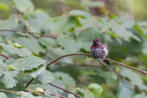 Piccolo colibrì dalla testa rosa appollaiato su un ramo — Foto Stock