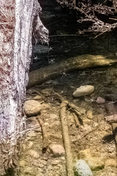 Wood stones and creak with small water bugs — Stock Photo, Image