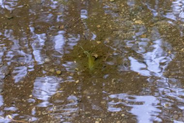 Yüzen bir balıkla gölün durgun suları