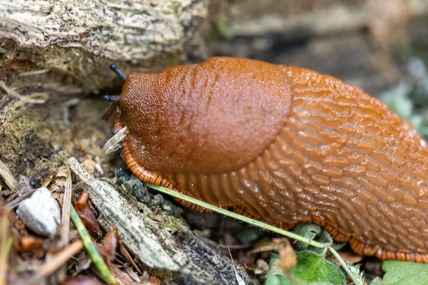 Babosa de plátano rojo de cerca arrastrándose sobre musgo y suelo de bosque — Foto de Stock