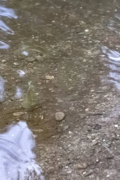 아래에서 헤엄치는 물고기와 함께 잔잔 한 연못 의물 — 스톡 사진