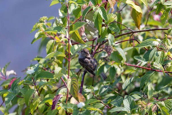 Pequeño gorrión sentado en ramas de árbol — Foto de Stock