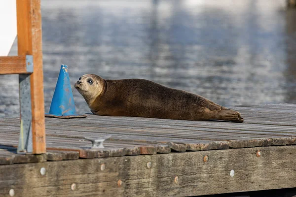 Liten ungsäl sittande på bryggan på sommaren — Stockfoto