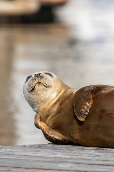 Small young seal sitting on dock scratching face — Stock Photo, Image