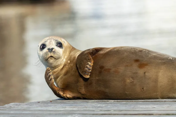 Petit jeune phoque assis sur le quai en été — Photo