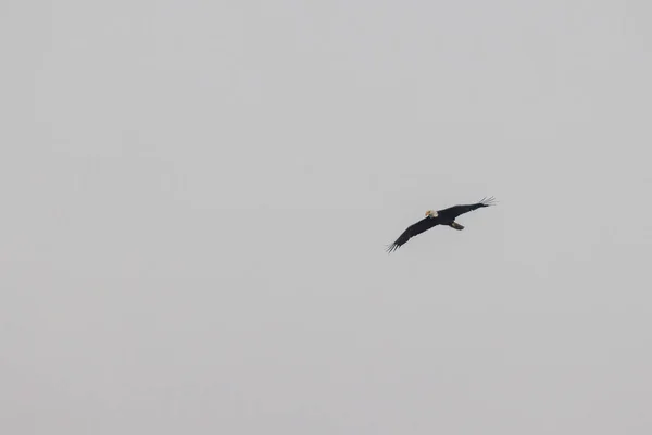 Vuxen skallig örn flyger högt upp i skyn — Stockfoto
