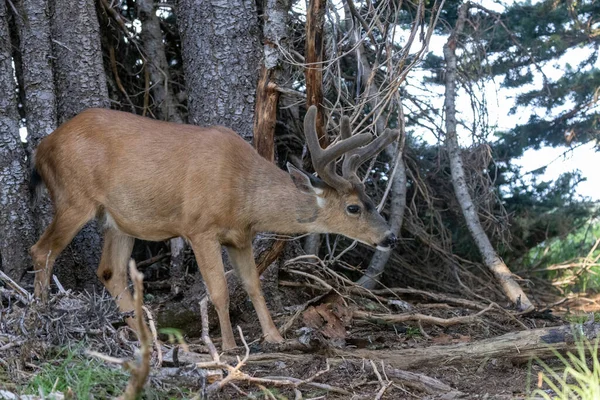 Ciervos adultos solitarios caminando cerca de pinos altos —  Fotos de Stock