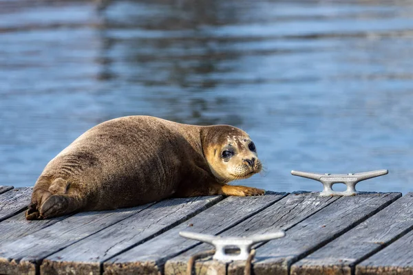 Liten ungsäl sittande på bryggan på sommaren — Stockfoto