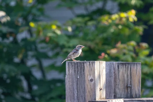 Piccolo passero appollaiato su un palo di recinzione in una giornata di sole — Foto Stock