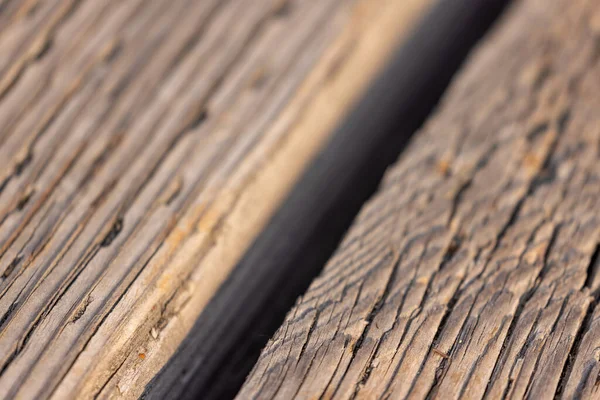 Παλαιοί ξηροί σπόροι από ξύλο — Φωτογραφία Αρχείου