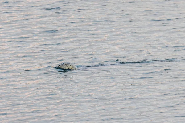 Seehund schwimmt im Hafenwasser im Pazifik — Stockfoto