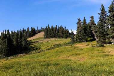 Çimen ve ağaçlardan oluşan vahşi tepeler