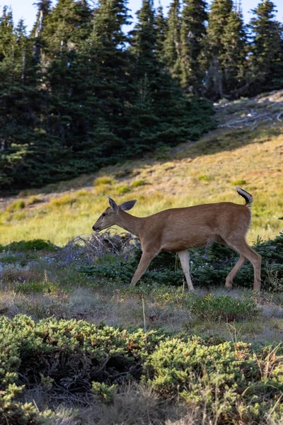 Camina pacíficamente a través de la hierba silvestre en el prado de montaña —  Fotos de Stock