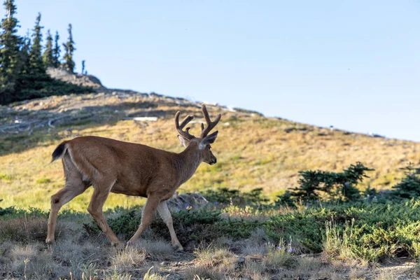 Cervos selvagens adultos caminhando através de um campo em uma montanha — Fotografia de Stock