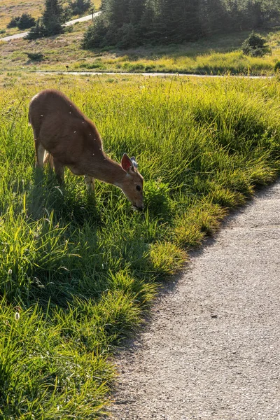 Ciervos comiendo hierba al borde del camino sinuoso — Foto de Stock