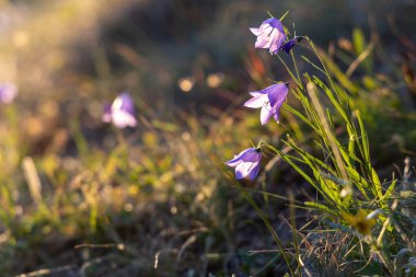 Alp çayırlarında açan pembe halterler.