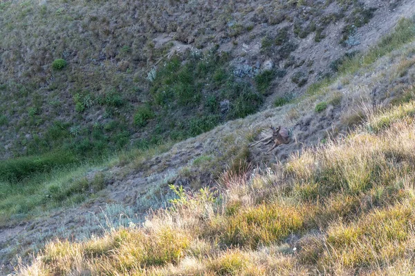 Herten verborgen op heuvel door hoog wild gras — Stockfoto