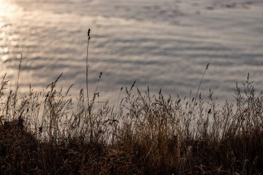 Kumsalda yetişen kuru yaz otları.