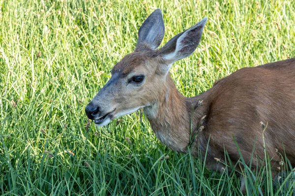 Doe eating grass in golden sunlight in summer — Stock Photo, Image